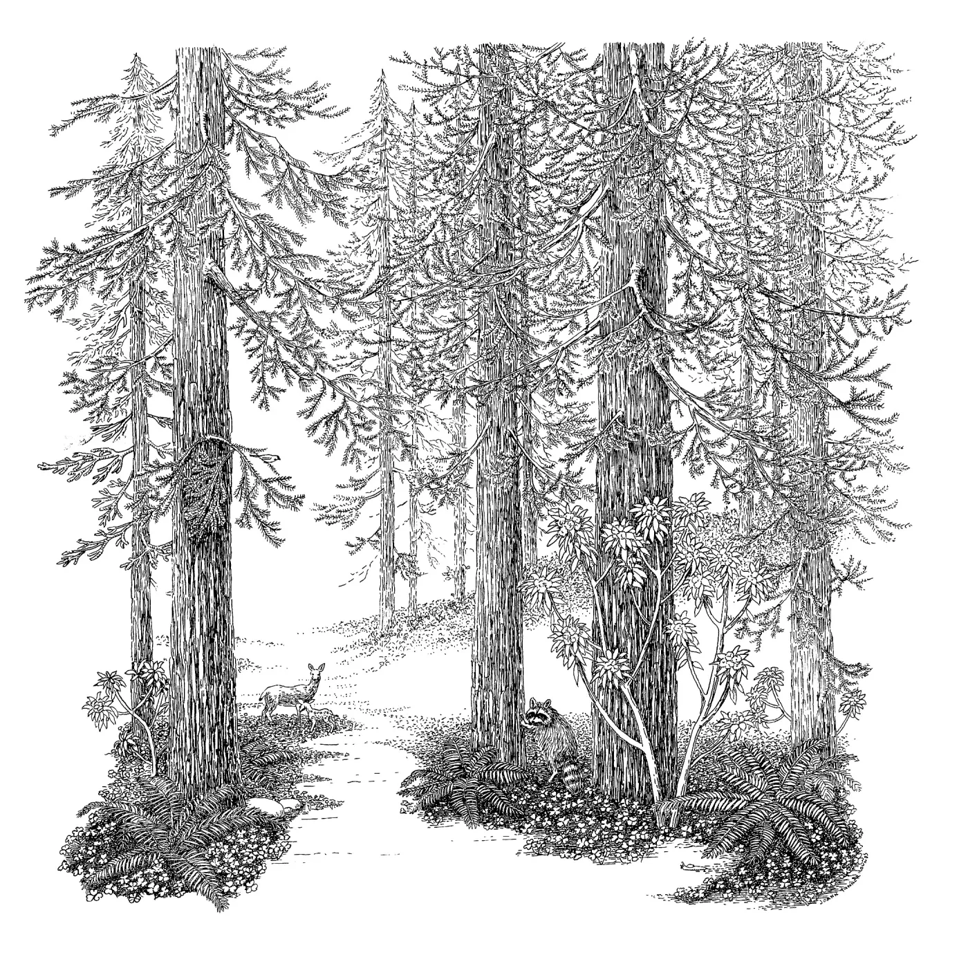 Redwood Forest (Coast Redwood)