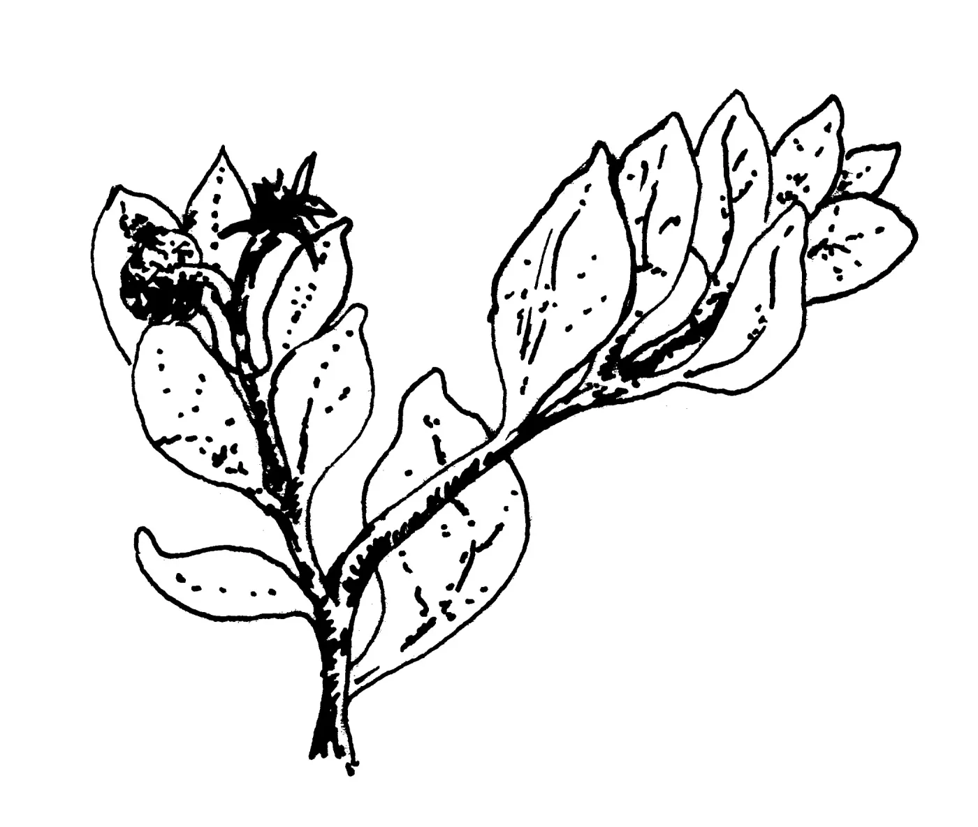 Manzanita