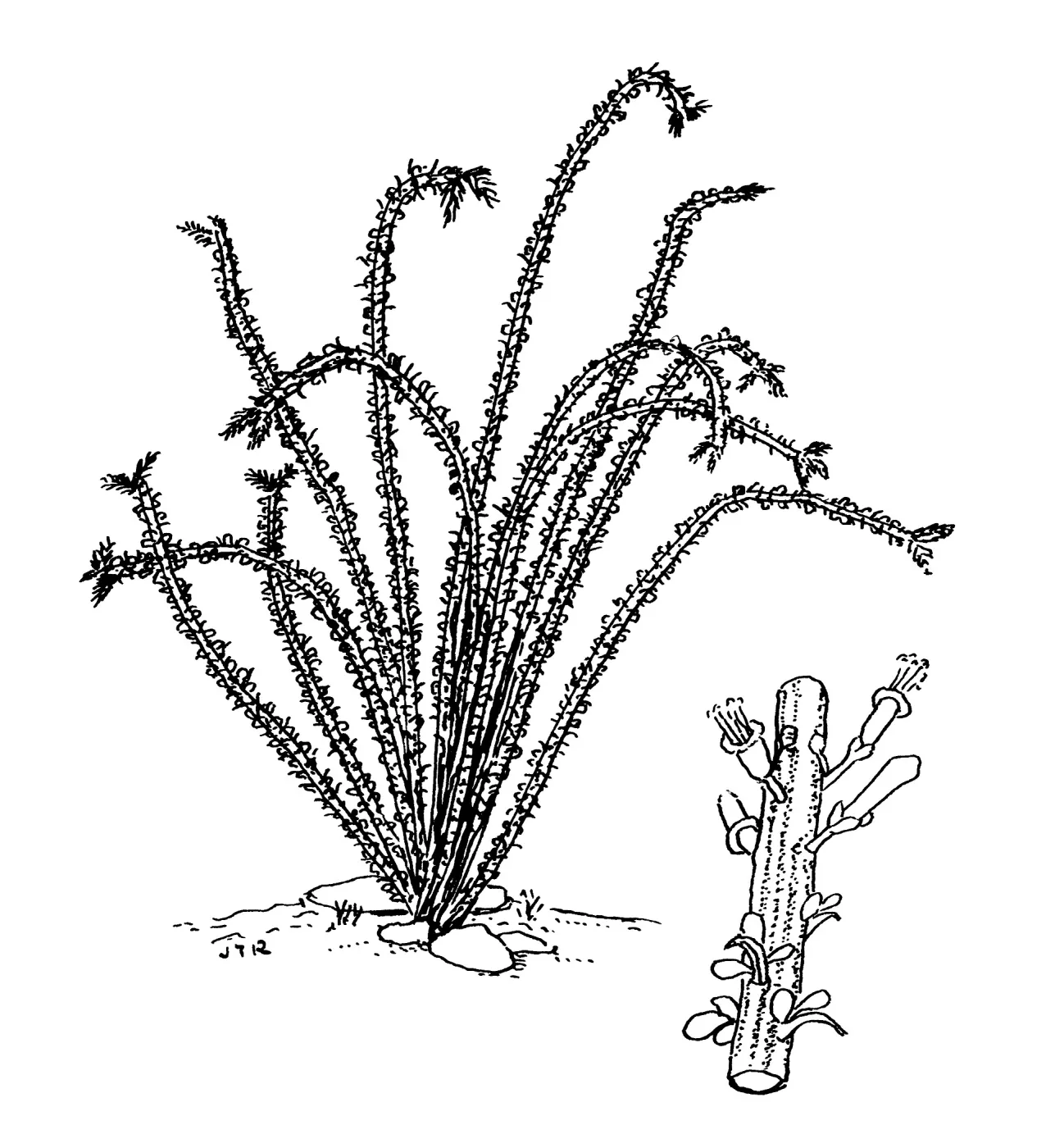 Ocotillo