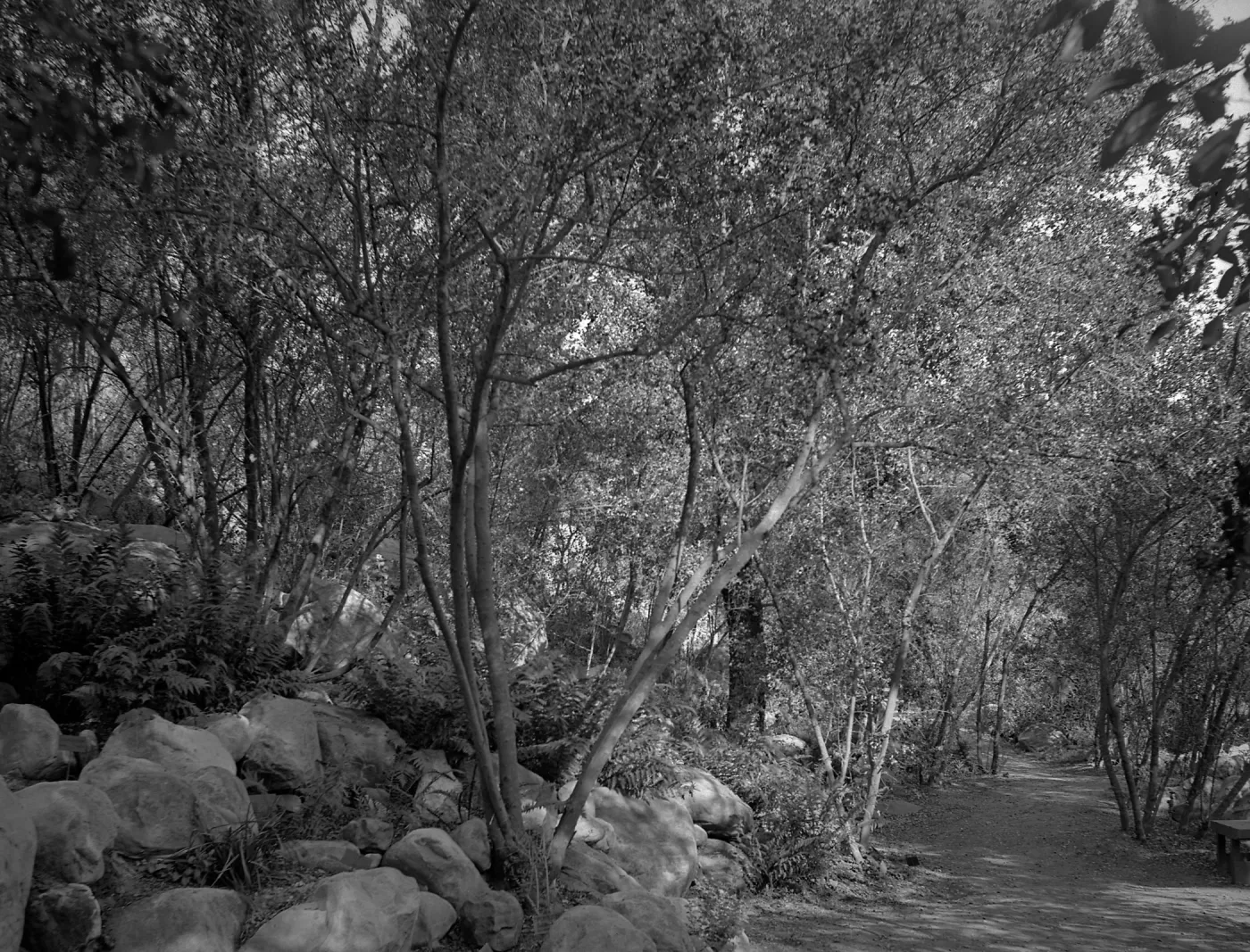 Early picture, probably taken in the Arroyo