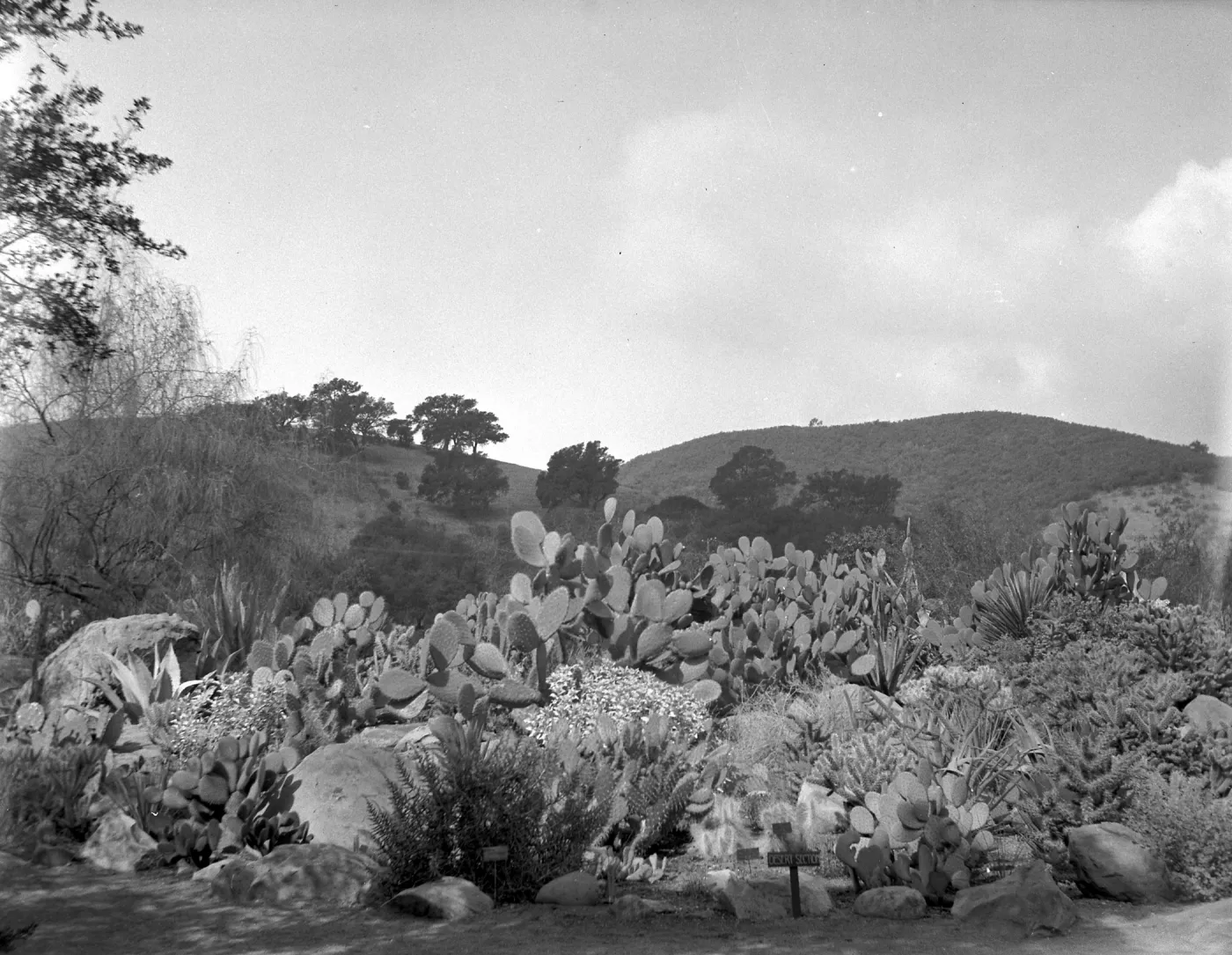 Early view of desert section planted with exotic cactus