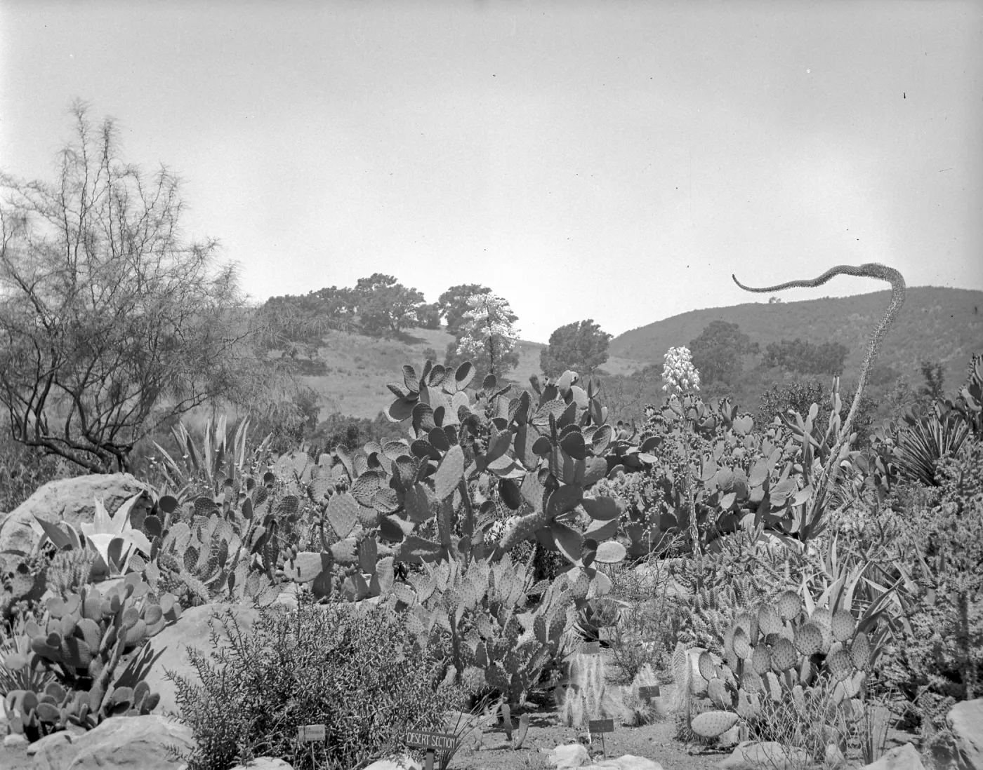 Early view of the desert section