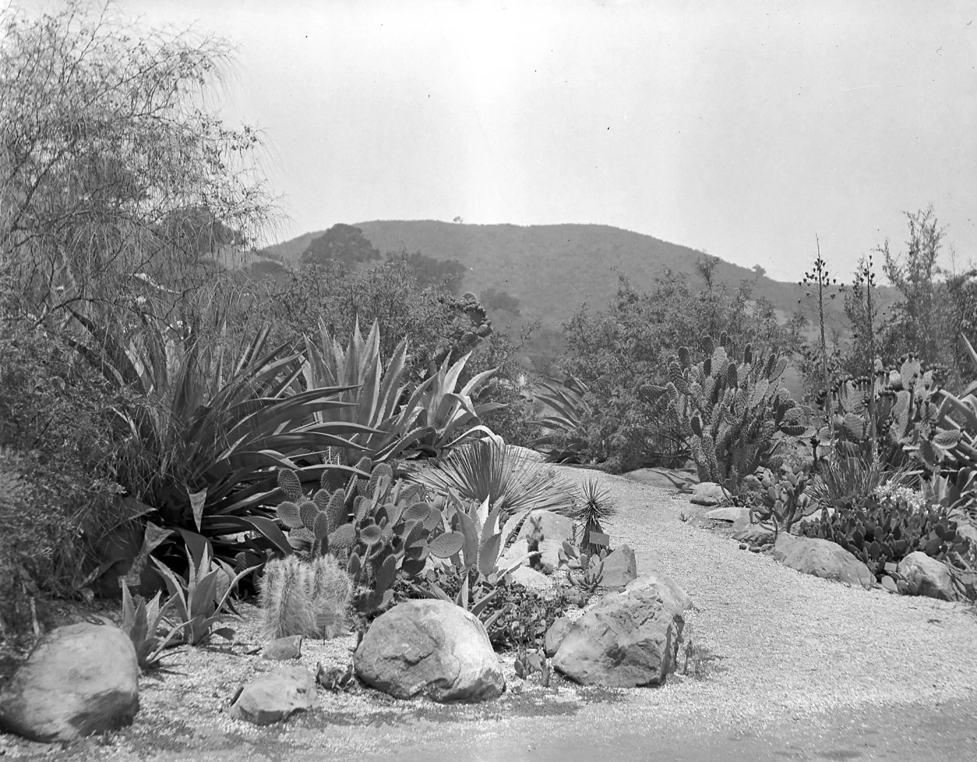 Early view of the desert section with exotic Agaves