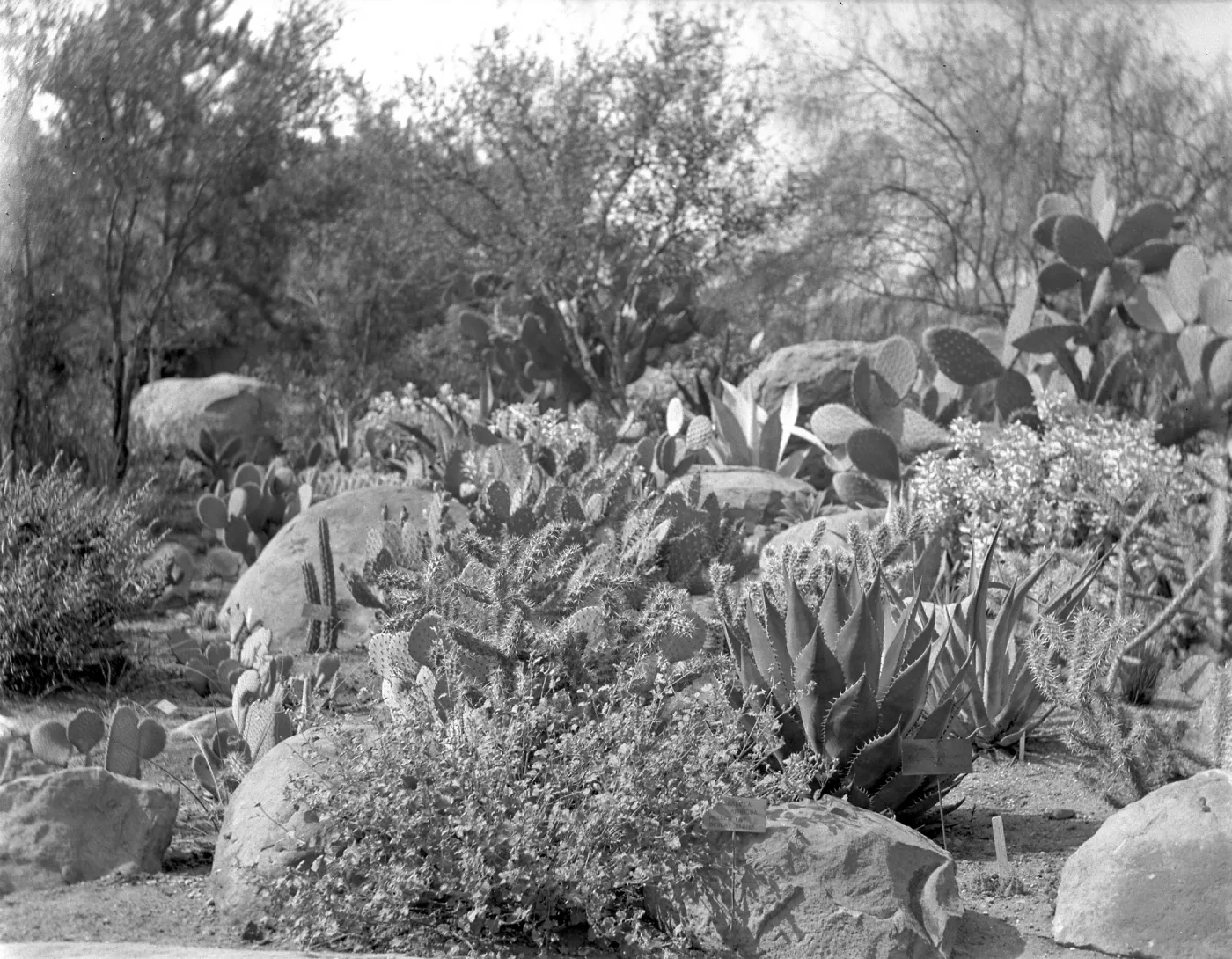 Early view of the desert section