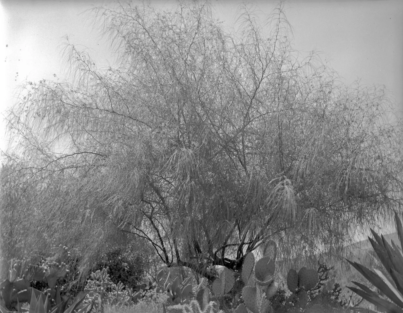 Early view of Palo Verde in the desert section