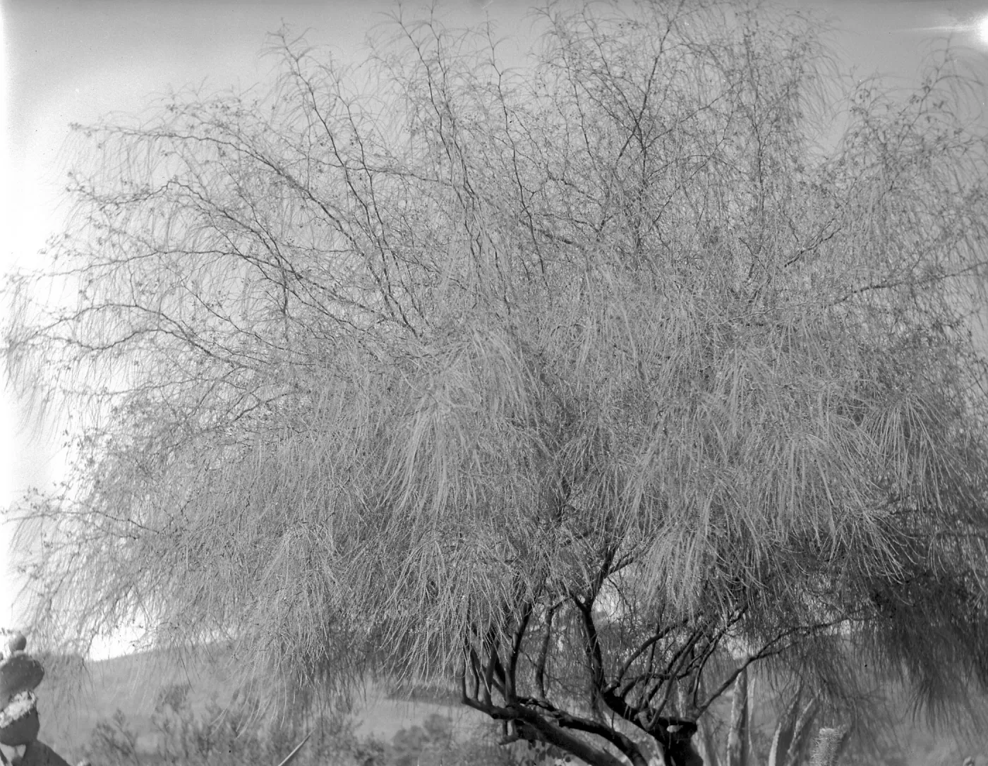 Early view of Palo Verde in the desert section