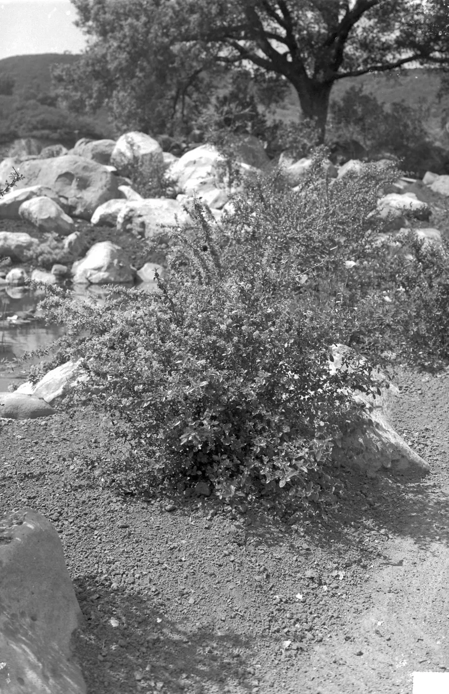 Planting on east side of Pond