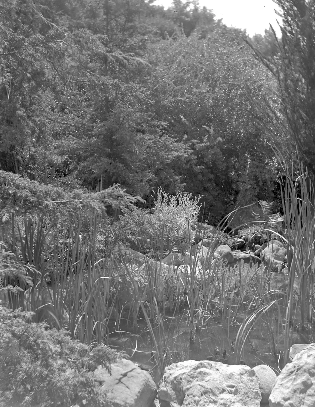 Small unidenified pond, possibly in old Foothill section