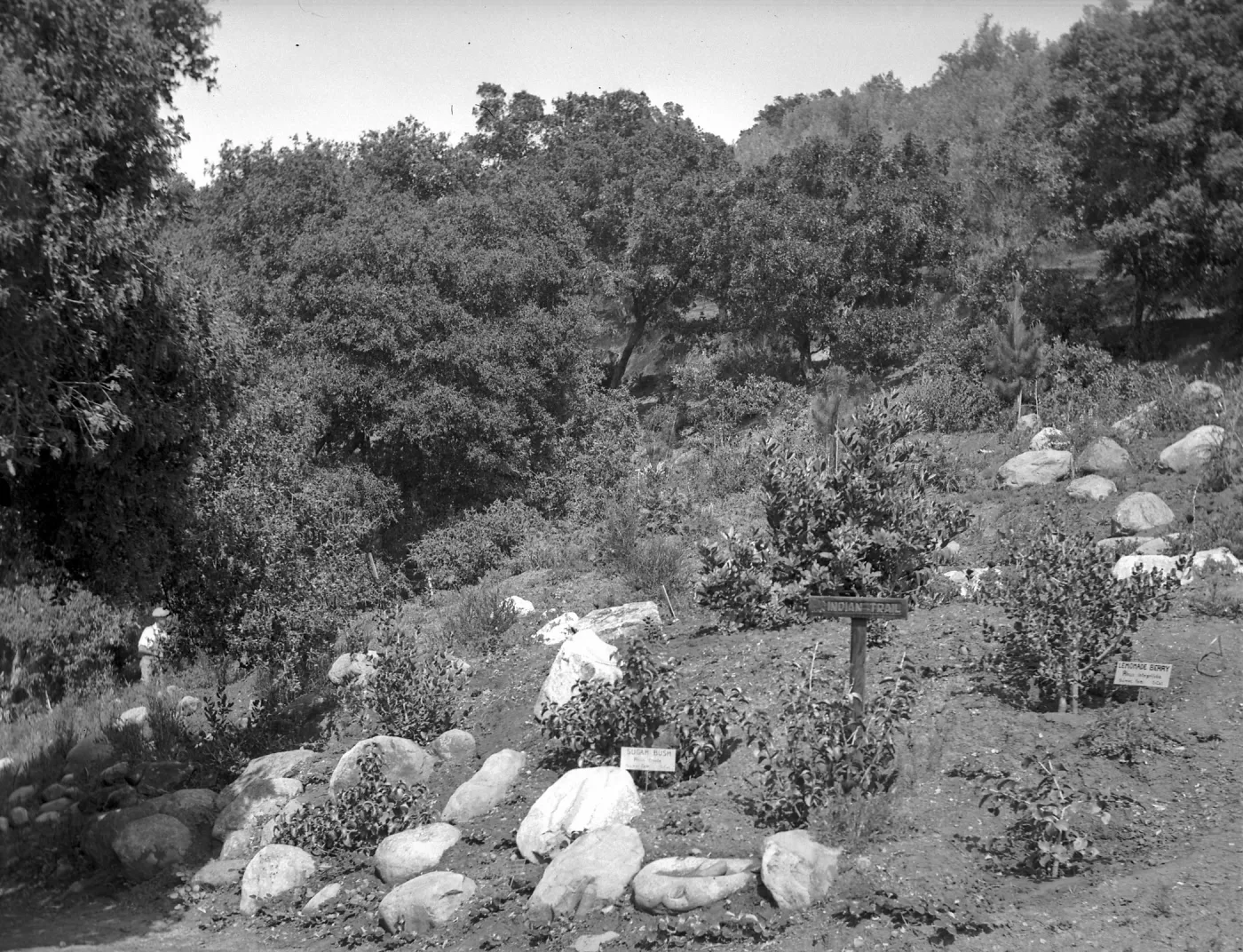 duplicate of SBBG_PR_02704, Early view of top of Indian Trail 