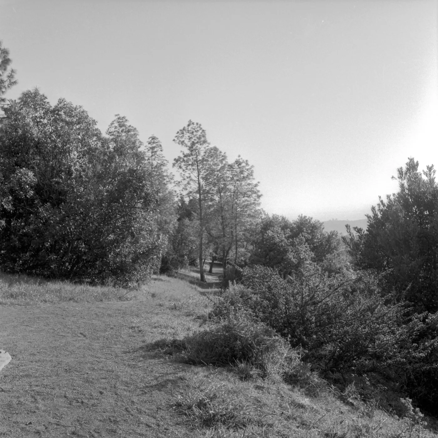 Porter Trail (historic Forest Section?) looking southeast