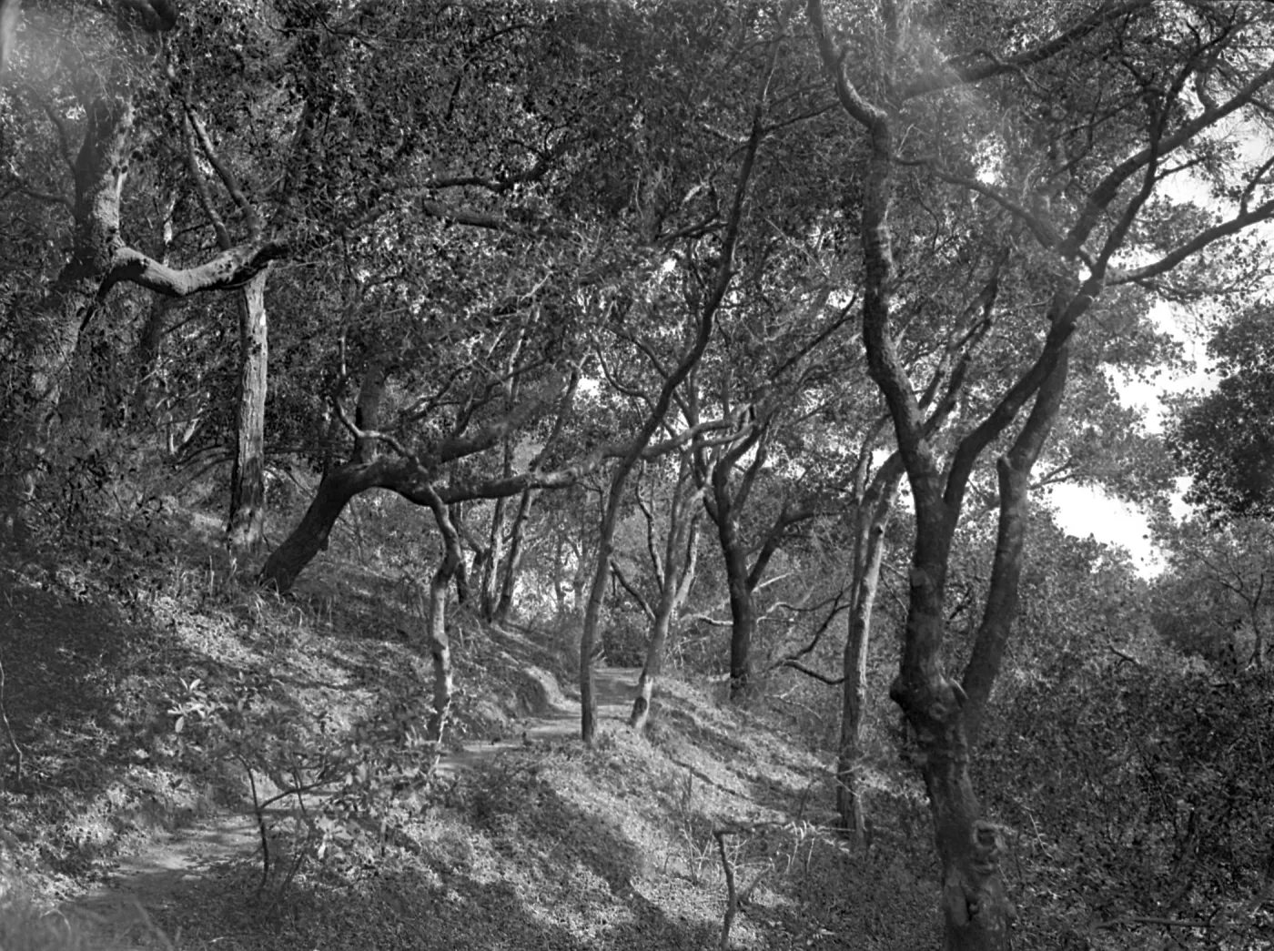Woodland Trail also known as the Live Oak Trail