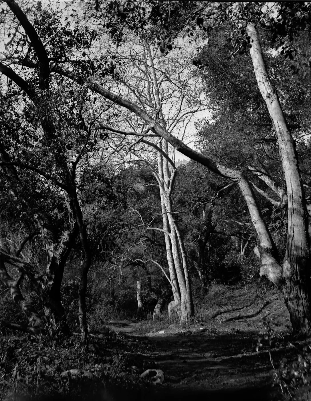 Unknown location - probably in the Canyon