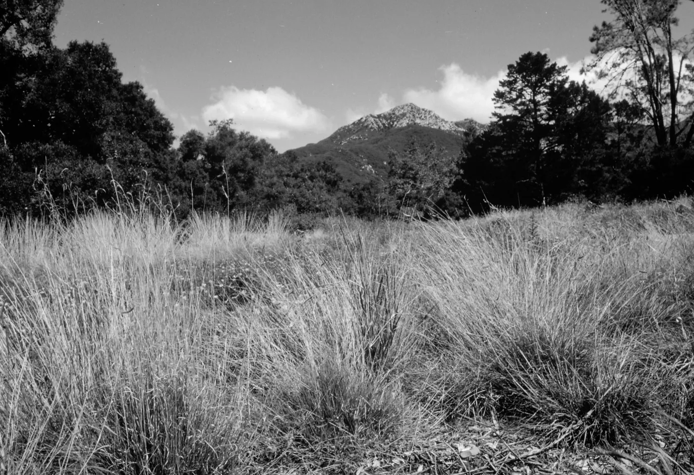 Bunch grasses in the Meadow