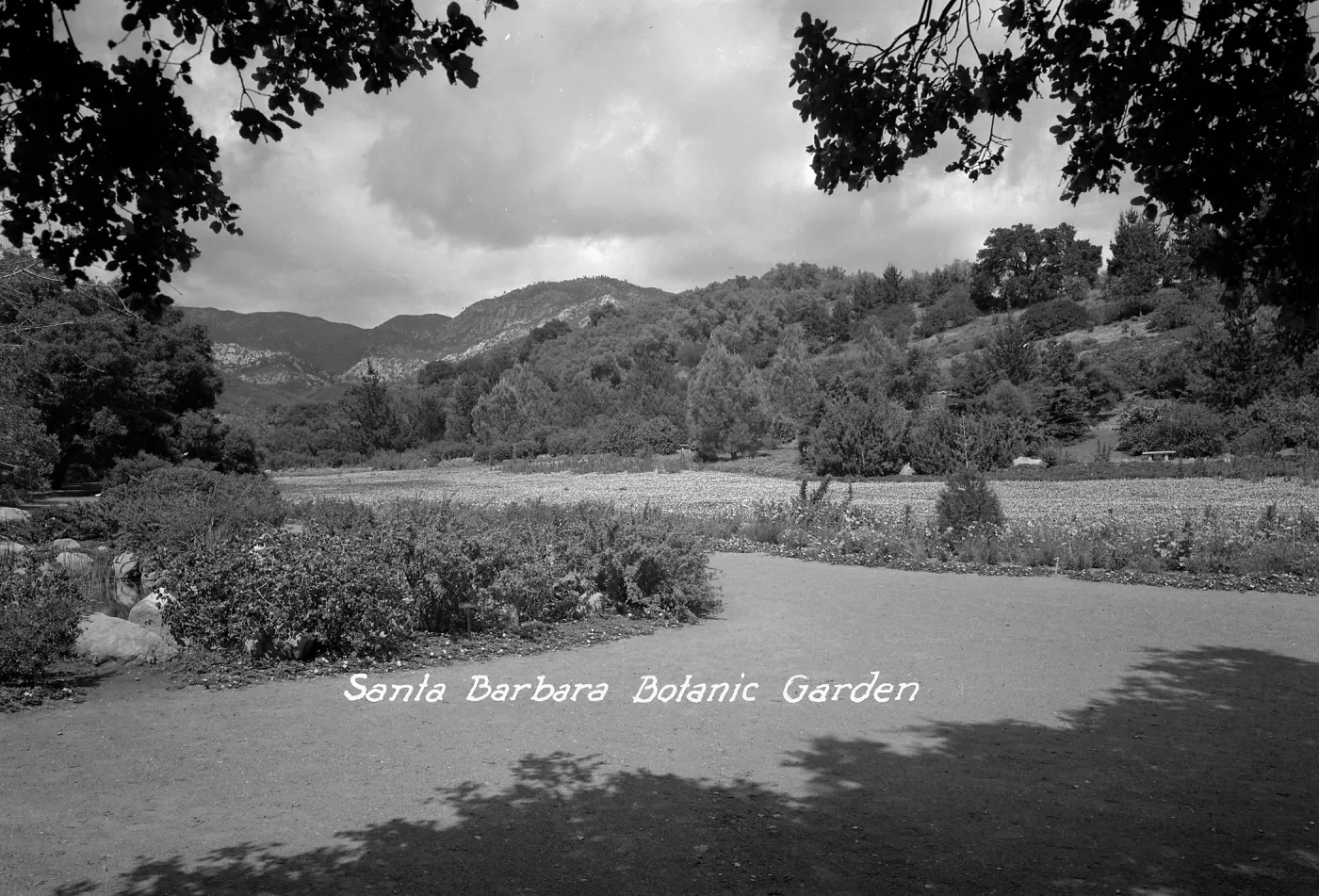 Meadow after 1940