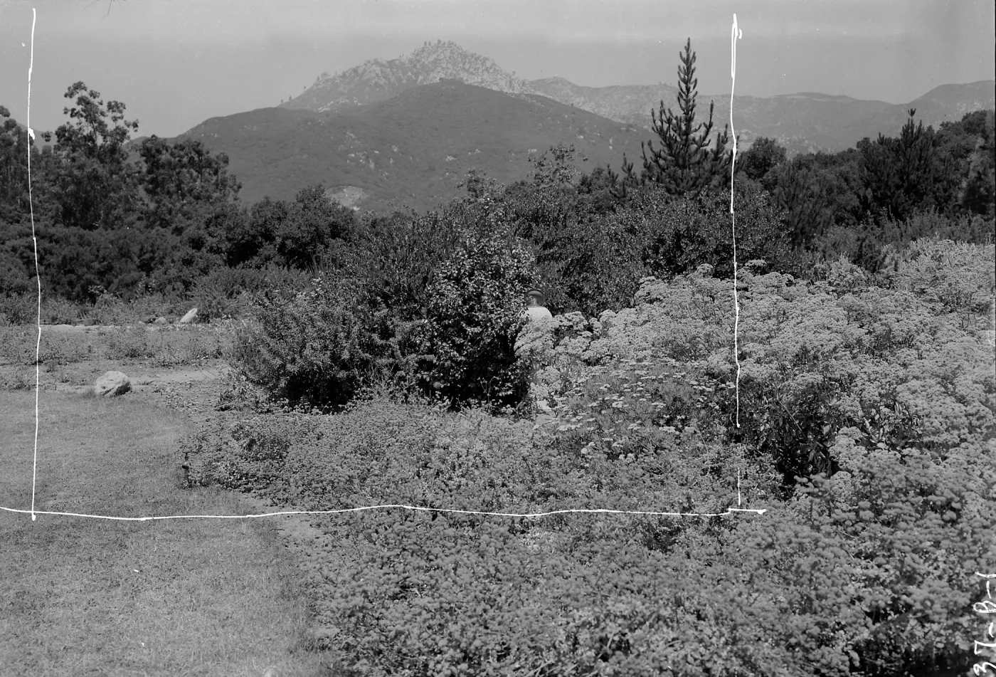Upper Meadow when planted to Bermuda, sundial hidden in shrubs