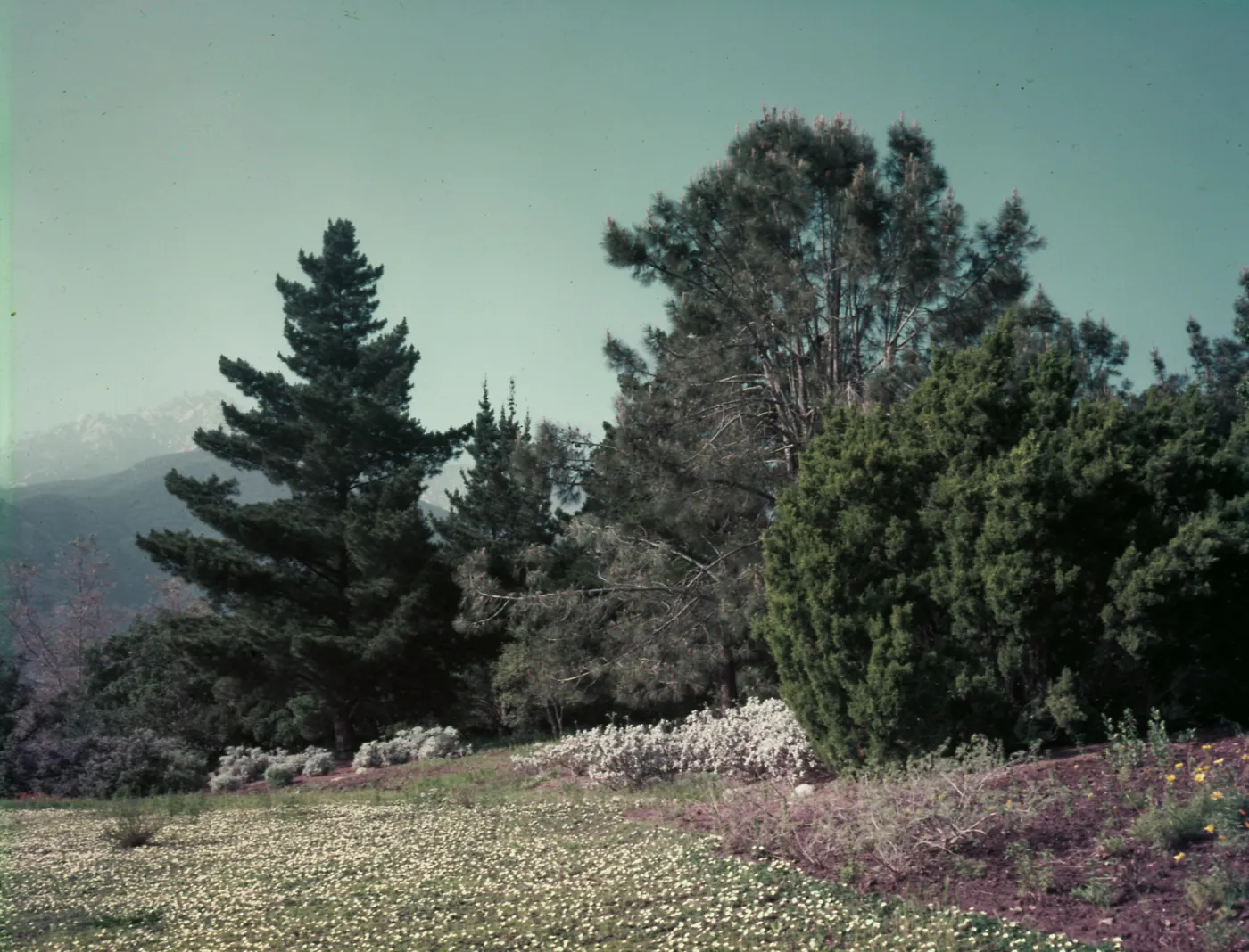 View of upper Meadow, planted to strawberry