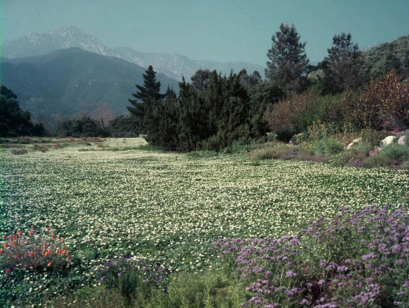 View from lower Meadow, planted to strawberry