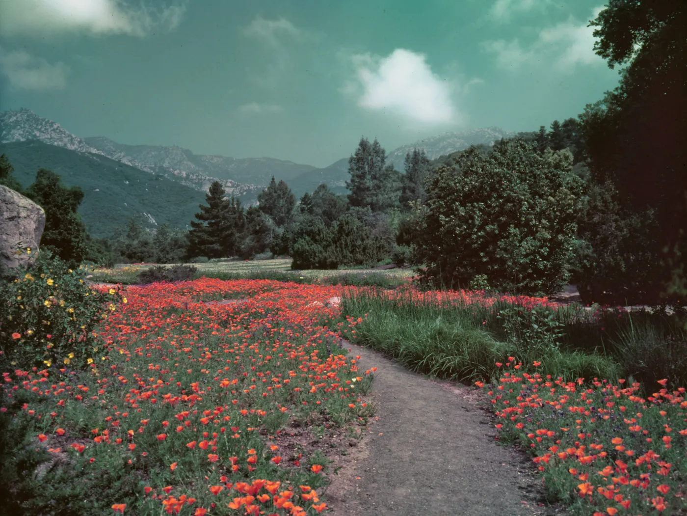 View of lower meadow planted to poppies and upper meadow planted to strawberry