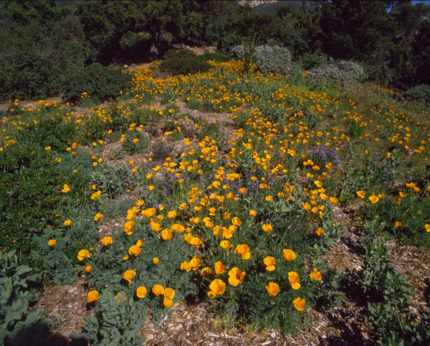 Calfiornia poppies, probably the Porter Trail