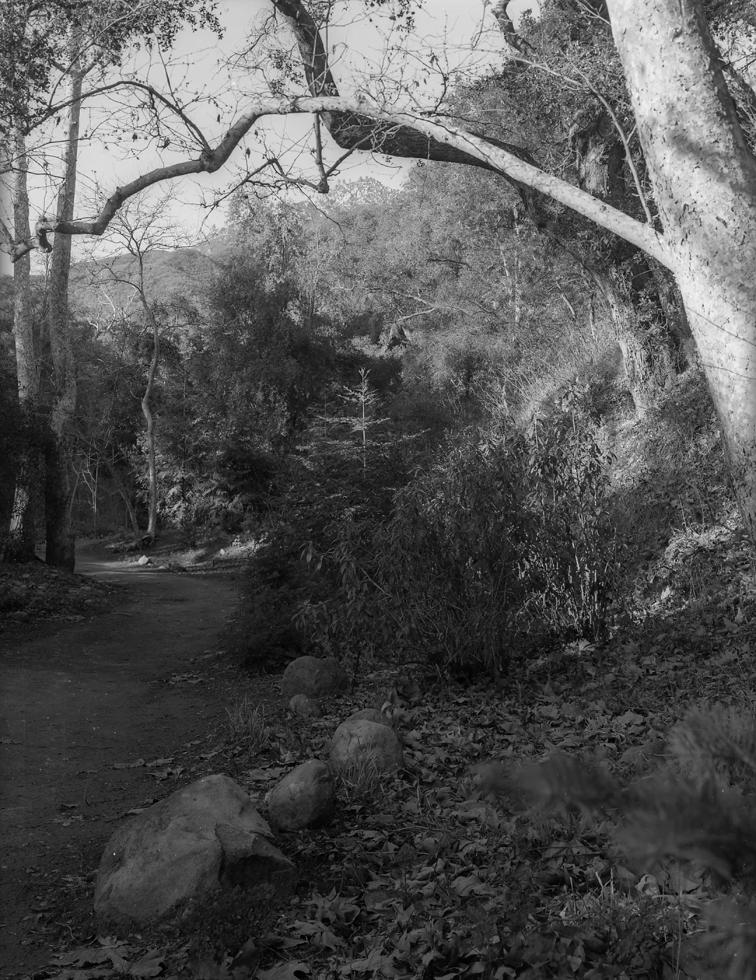 Canyon-Mountain View