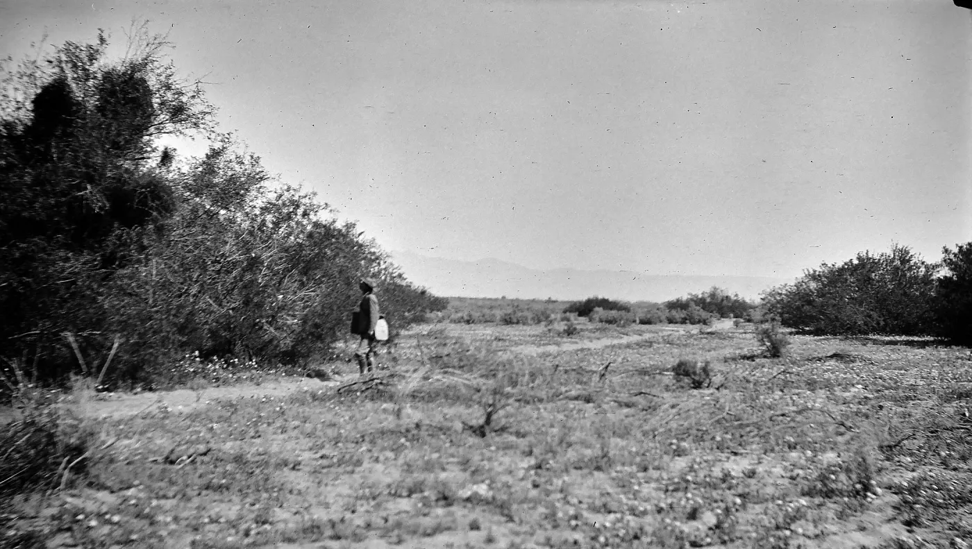 Palm Springs, trees, man