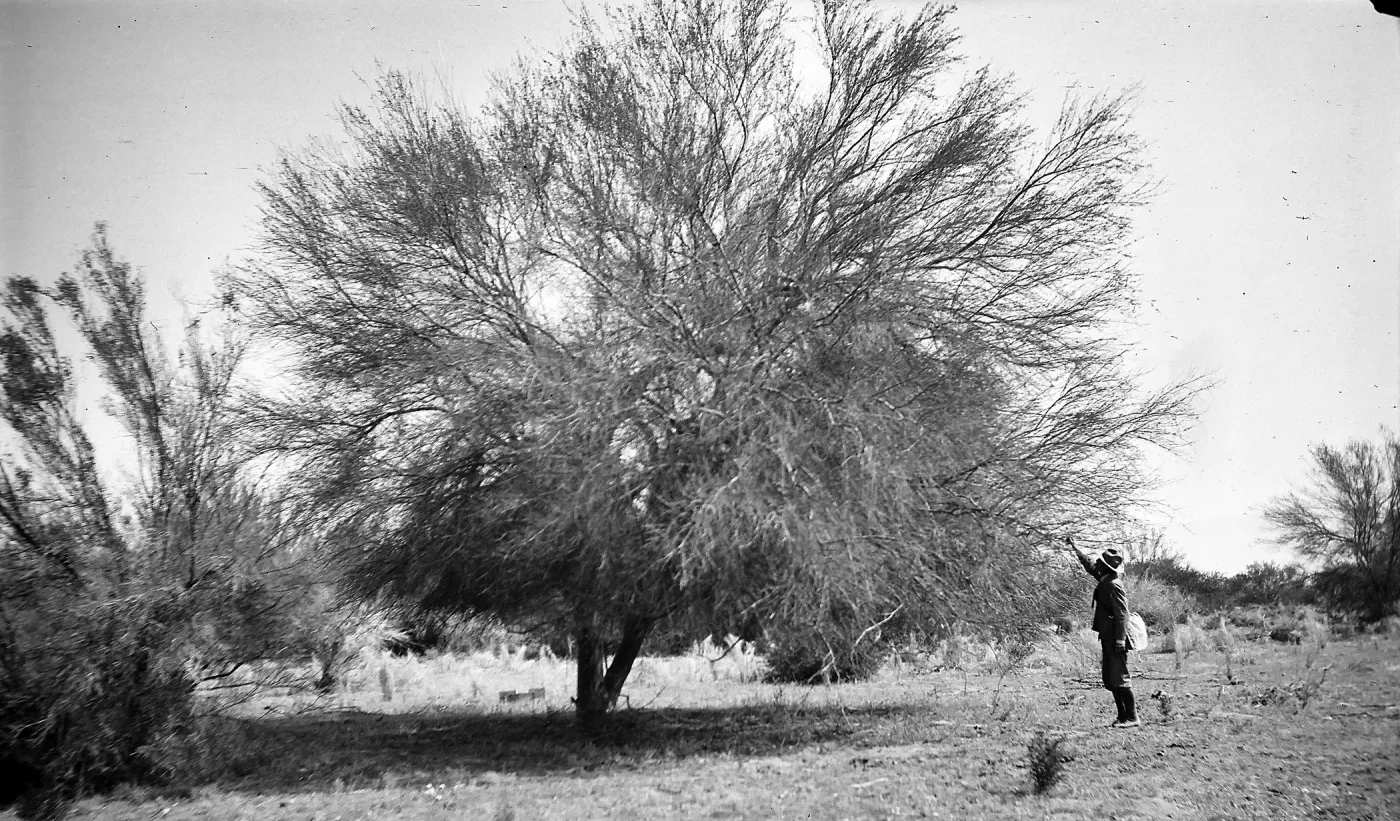 Palm Springs, man, tree