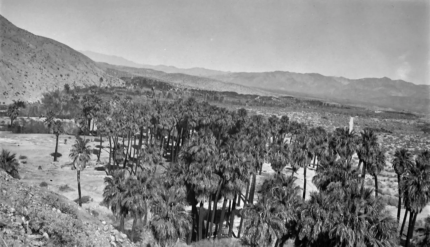 Thousand Palms, oasis