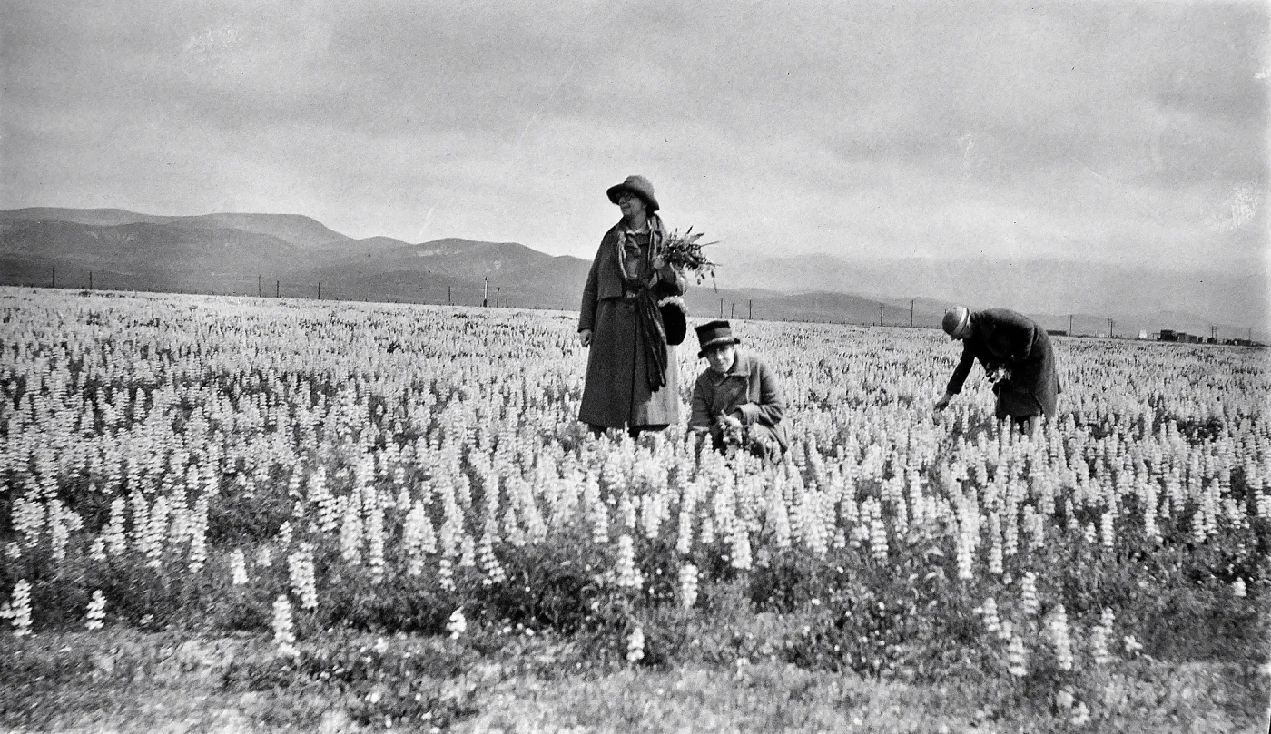 ï¿½West bank arroyoï¿½, people gathering lupine, ï¿½Plum[?] Caï¿½onï¿½