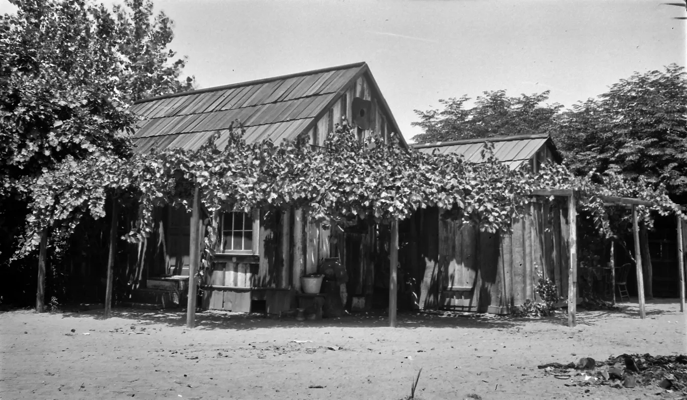 Black and white photograph of a wooden building with an arbor of grape vines built around it.