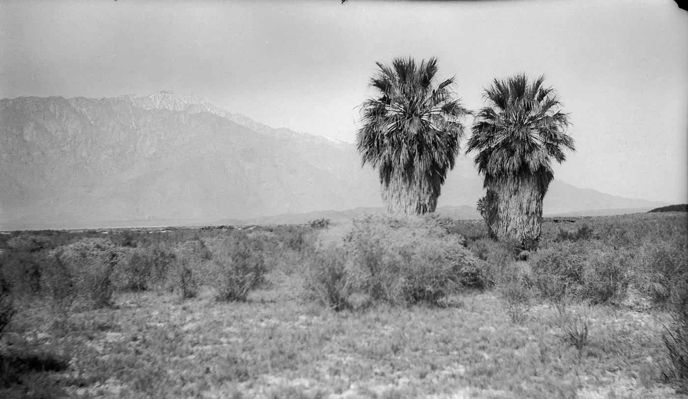 Black and white photograph of two palm trees surrounded by brush with snow-capped mountains in the distance.
