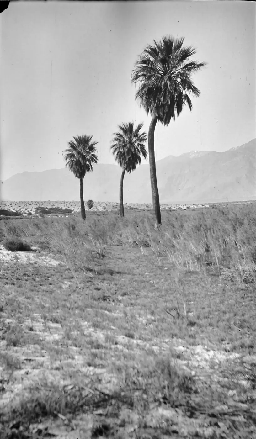 Black and white photograph of three palm trees in a desert landscape with mountains in the distance.