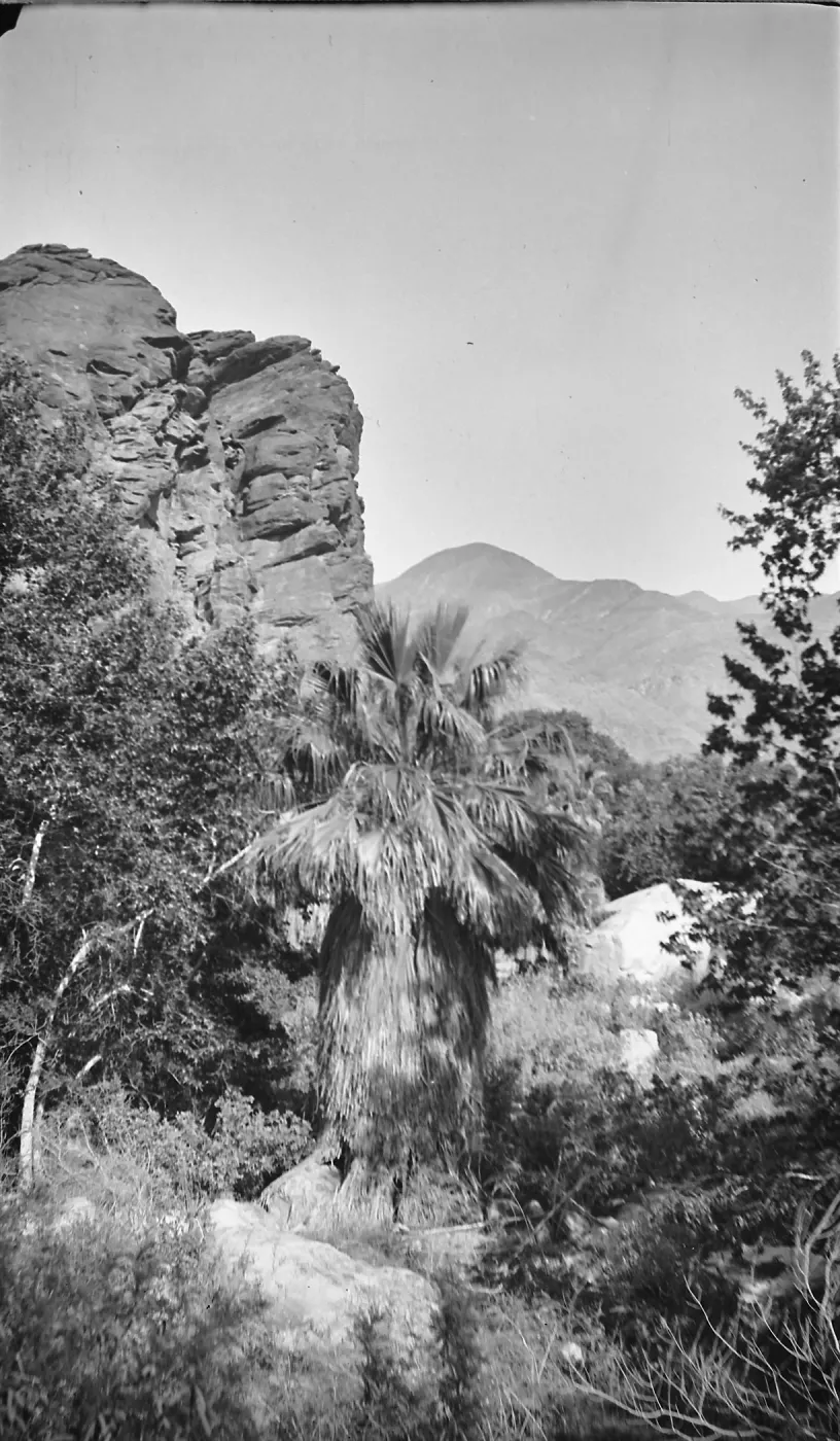 Black and white photograph of a short palm tree in the midst of different trees with a rocky outcropping behind it and mountains in the distance.