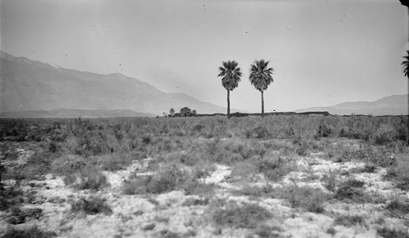 Black and white photograph of two palms standing in a desert landscape with mountains in the distance.