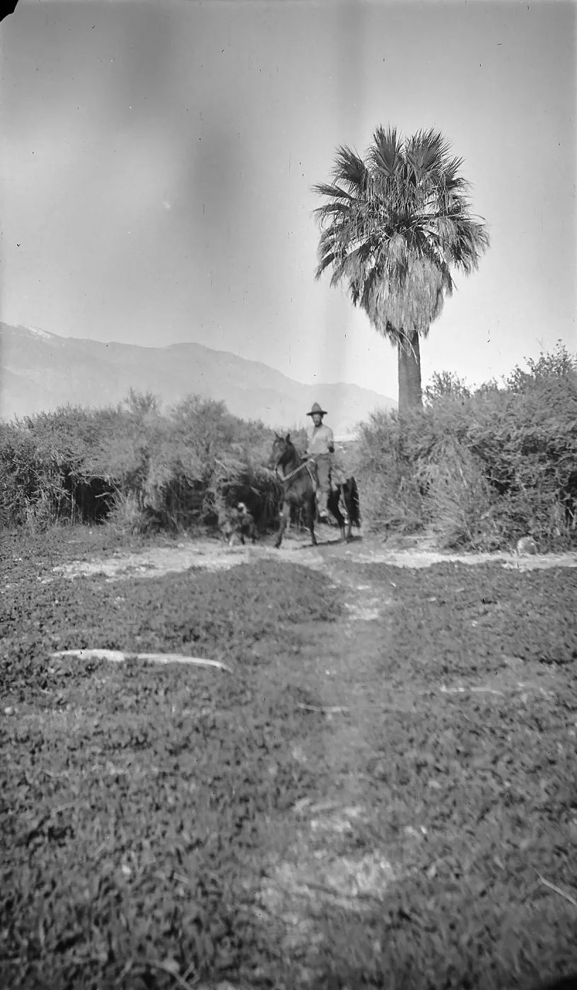 Black and white photograph of a man in a hat riding a horse through brush next to a single palm tree with mountains in the distance.