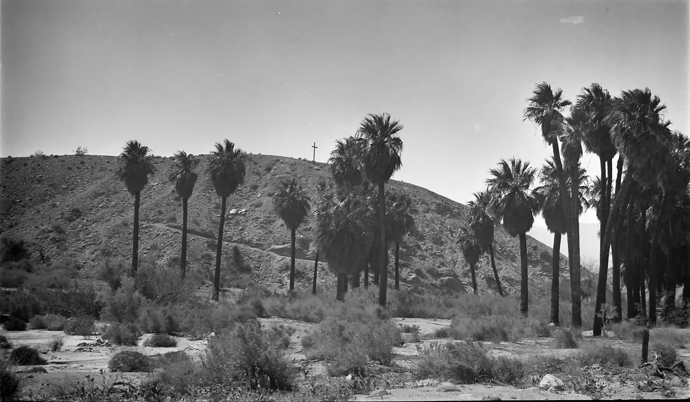 Black and white photograph of a cluster of tall palm trees set against a hillside with a cross at the top.