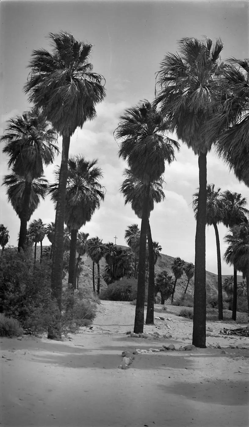 Black and white photograph of a dirt path leading through several tall palm trees framing a cross on a hillside.