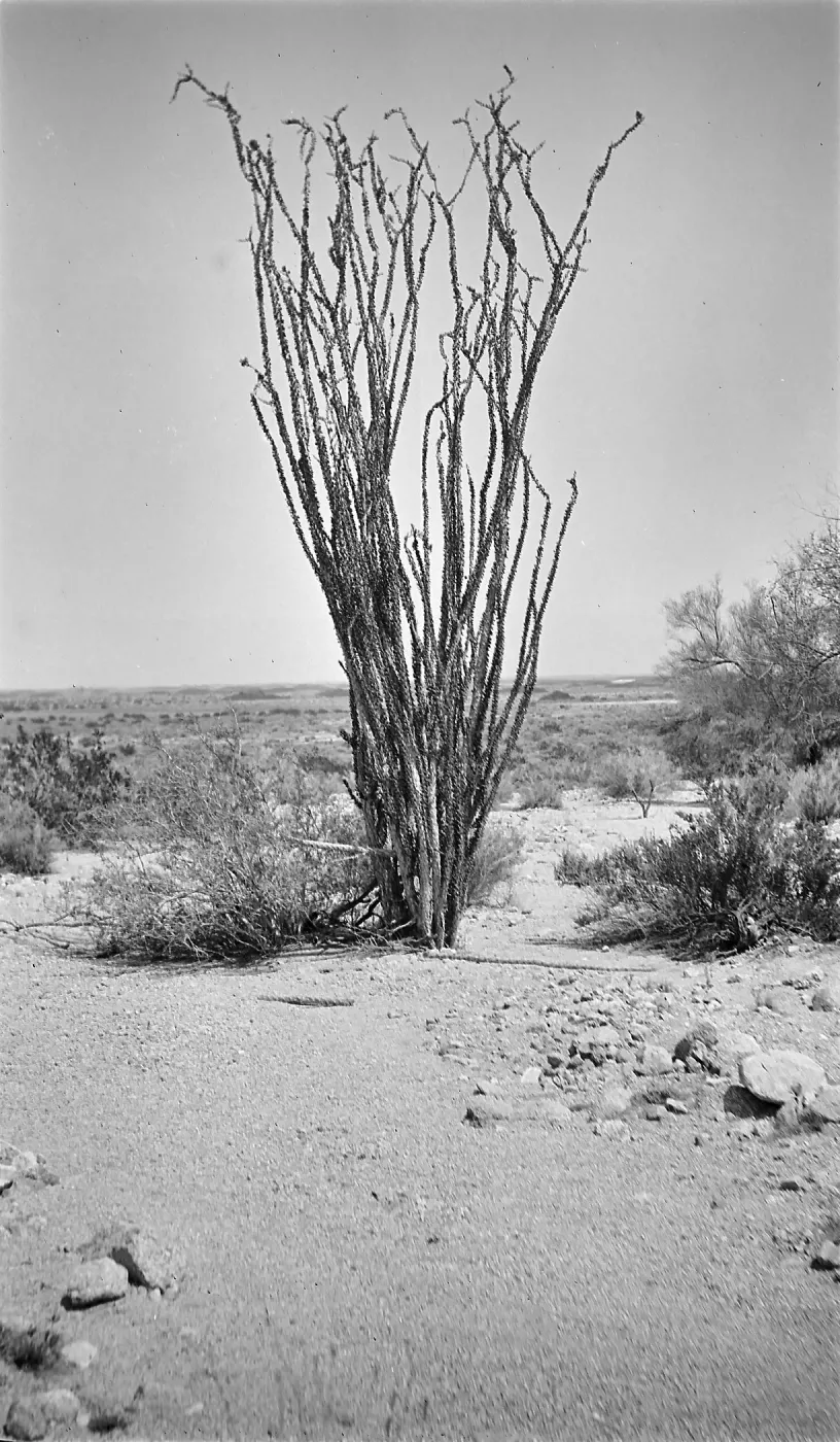 Black and white photograph of a tall desert shrub with several vertical stalks pointing straight up.