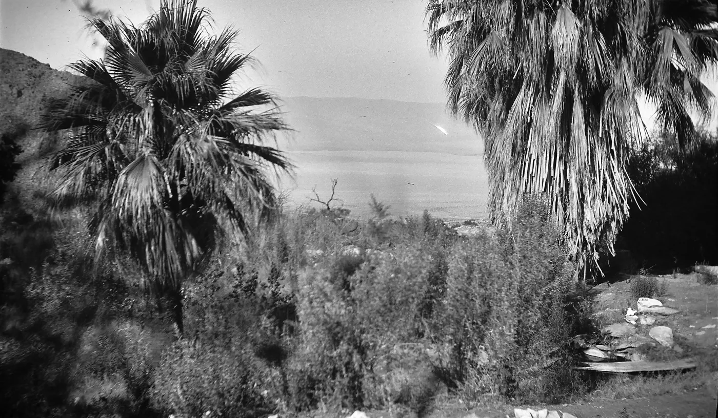 Black and white photograph of palm trees framing a view of hills and a canyon in the distance.