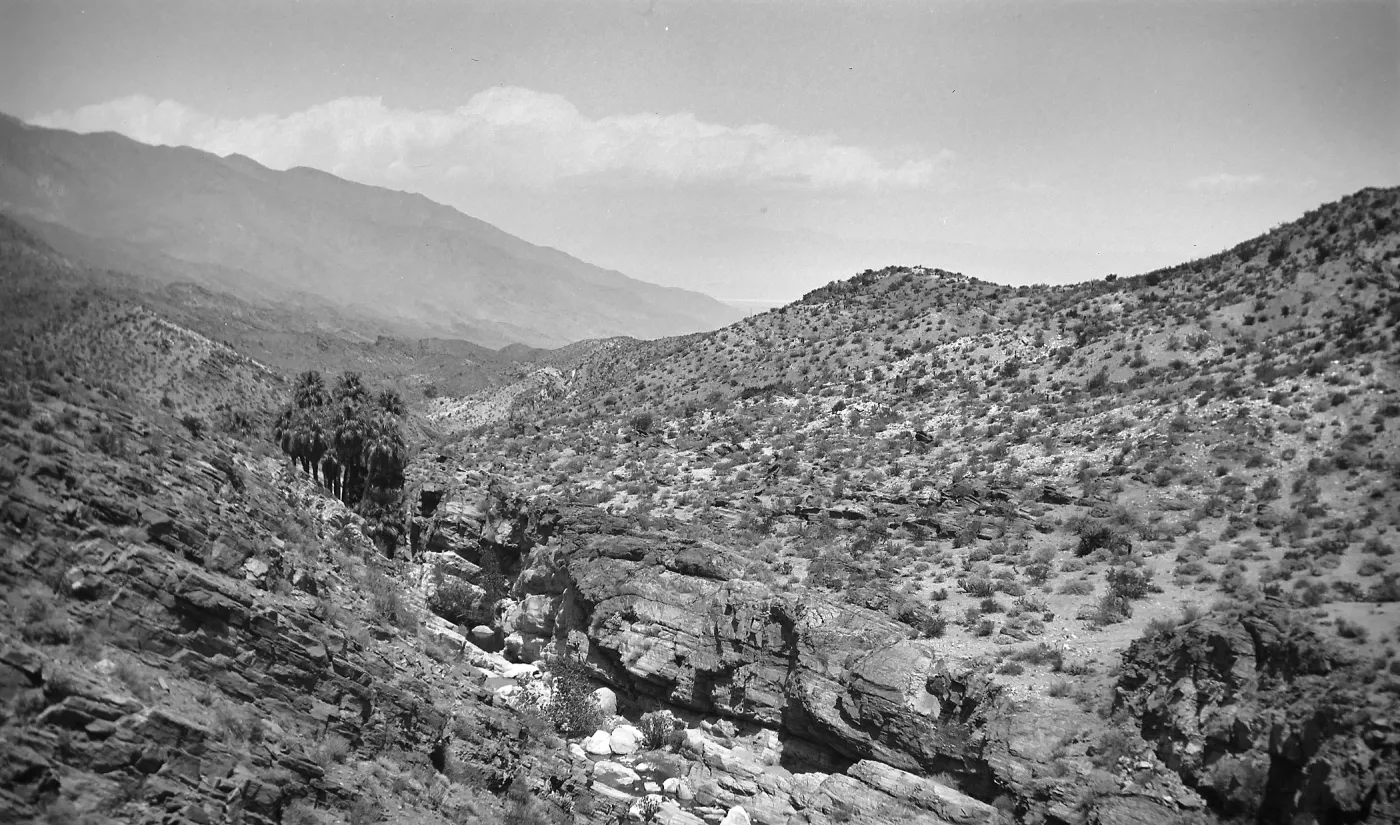 Black and white photograph of a desert landscape with palm trees and scrub bushes growing on the hillside.