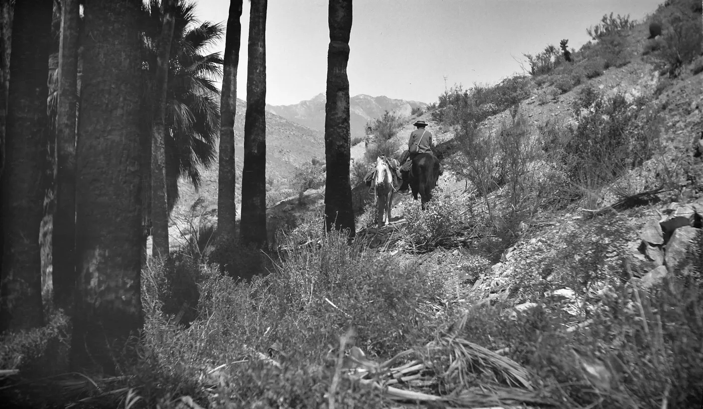 Black and white photograph of a man on horseback leading a second horse along the side of a mountain. There are several palm trees on the left side of the photograph.