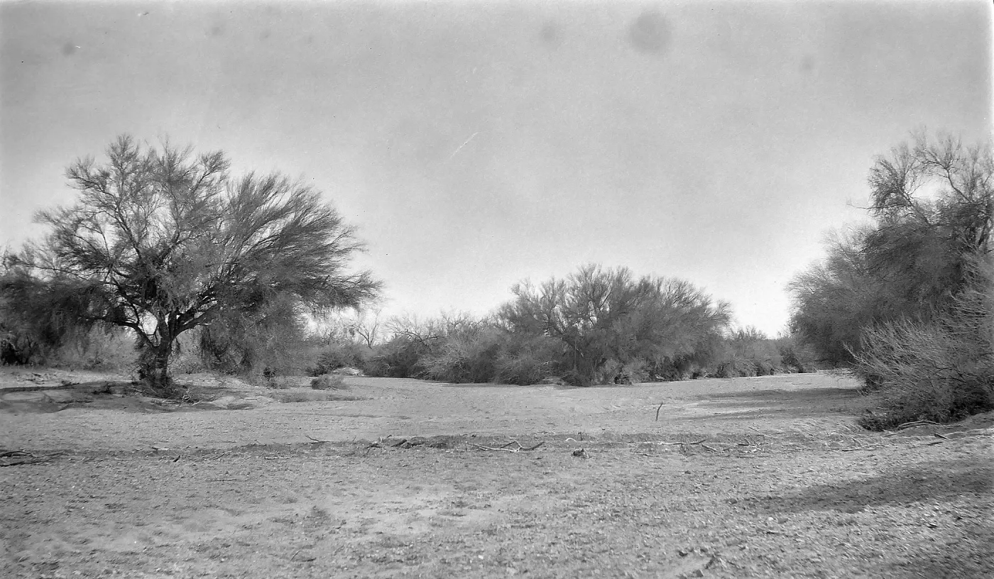 Black and white photograph of a desert landscape with short leafless trees.