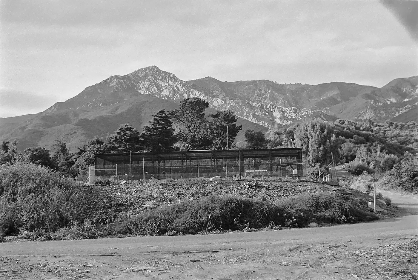 Black and white photograph of an open-air structure with a cluster of trees and a mountain range in the background and a dirt road in the foreground