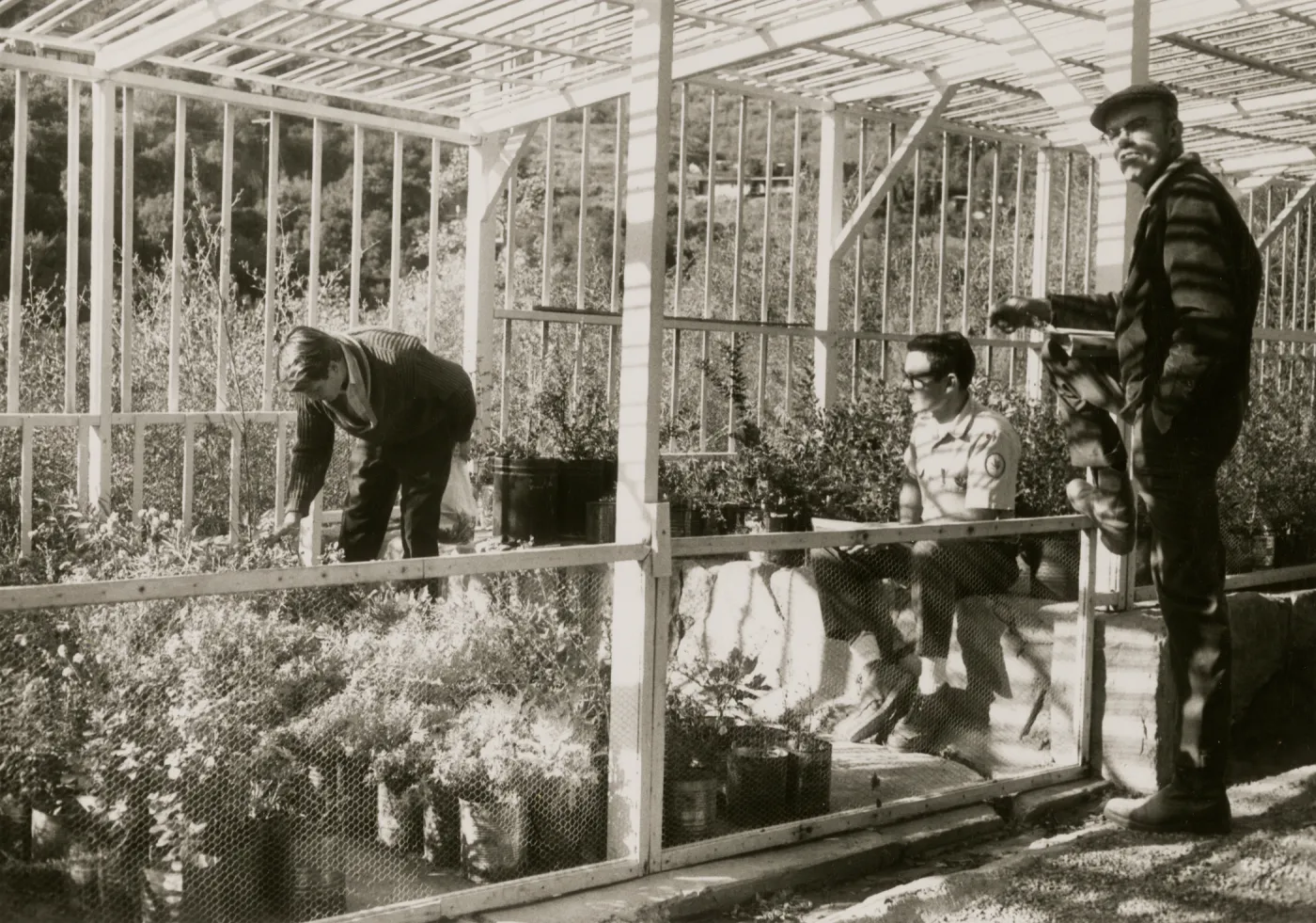 A black and white photo of three men in a greenhouse filled with plants in large tins and buckets. One man wears a sweater and is bending over examining a group of plants, another wears a short-sleeved shirt and sits on a stone ledge inside the greenhouse, and the third wears a flat cap and rests one leg on the wooden frame of the greenhouse.