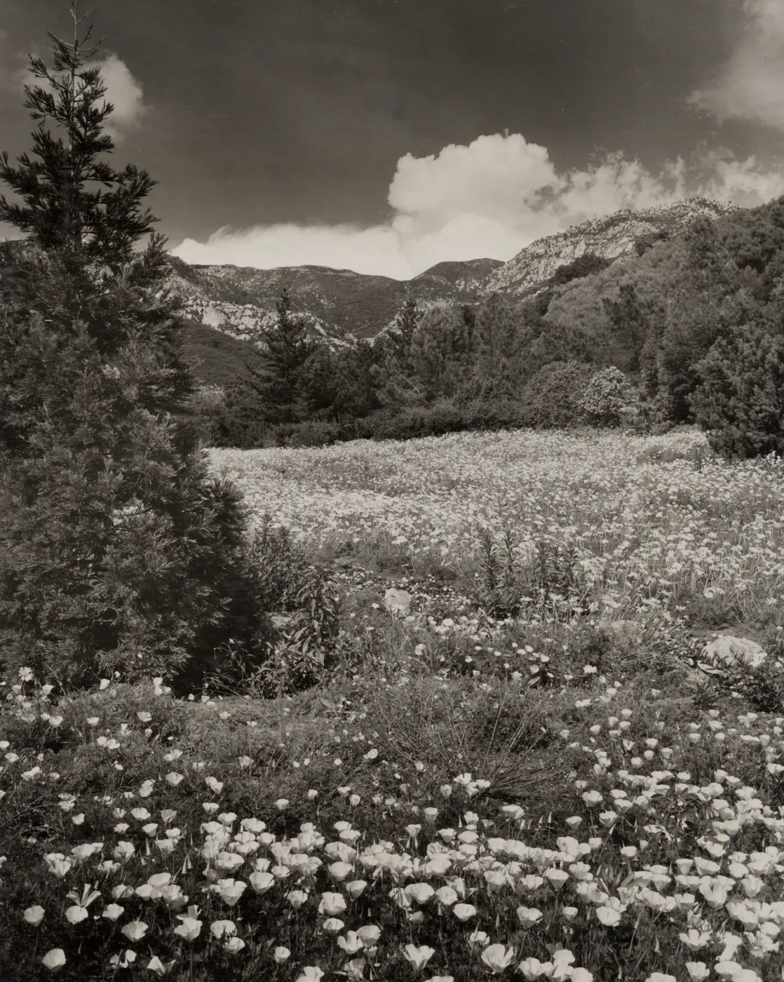 Meadow in the foothills, 1940's, © Josef Muench