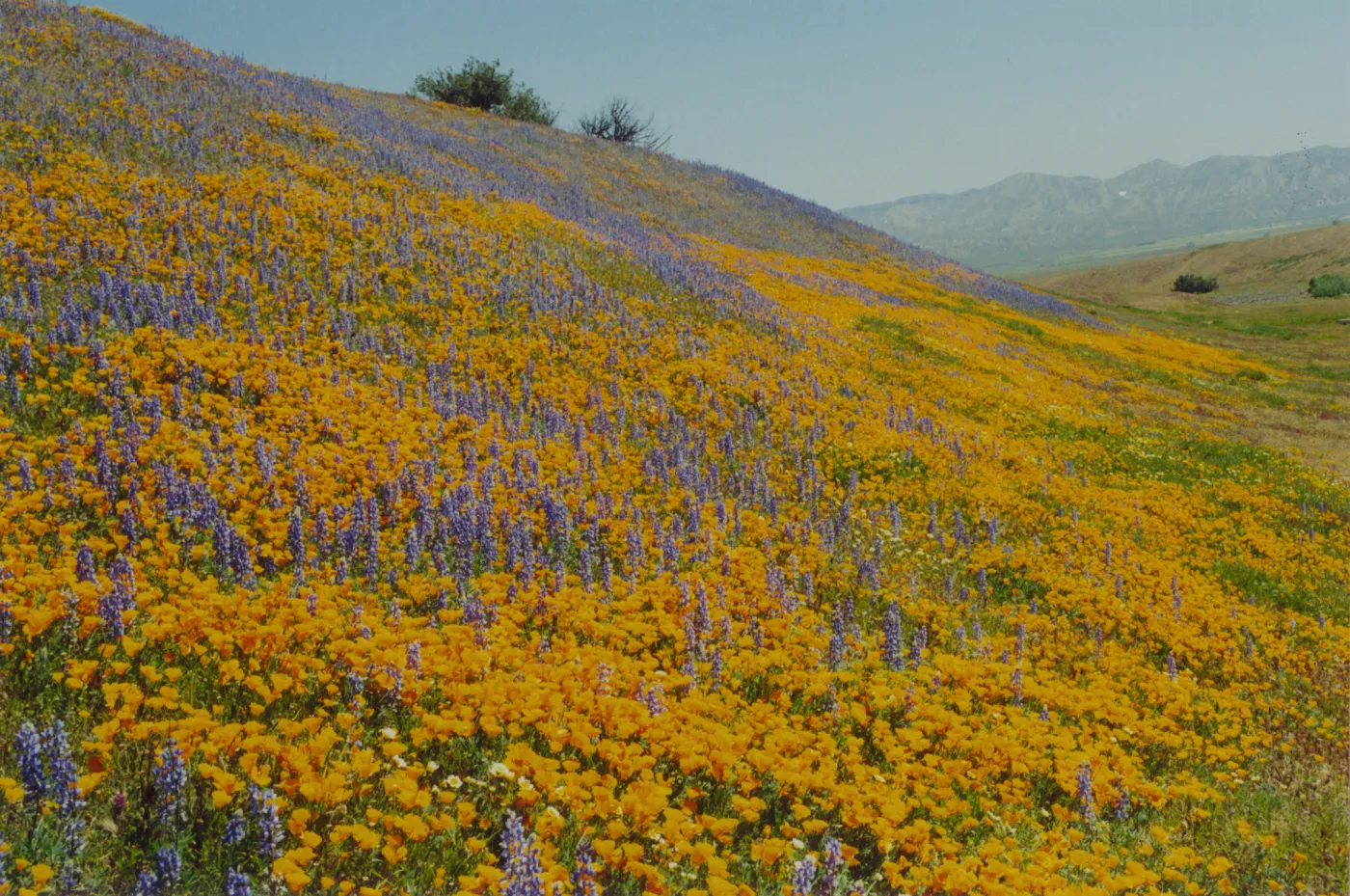 Aliso Canyon, Cuyama, cover of Clif's 'Flora of Santa Barbara', © Jeanette Sainz