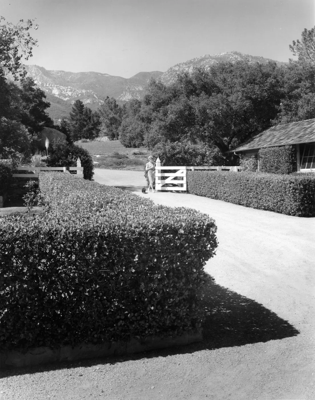 SBBG courtyard with lemonade berry hedge