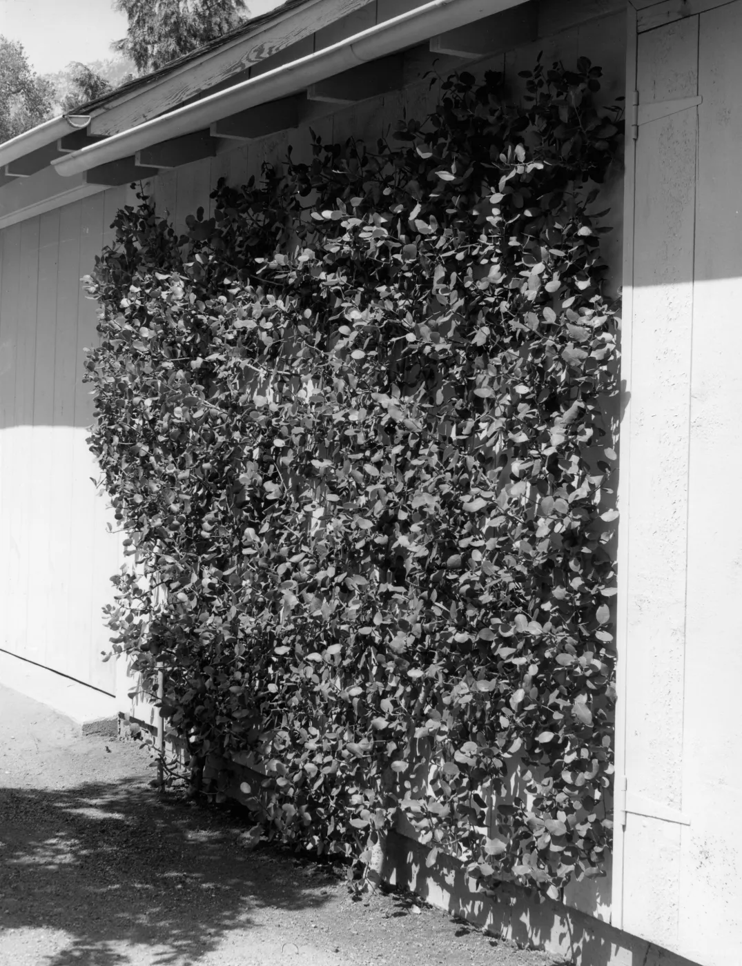 Espaliered Rhus integrifolia