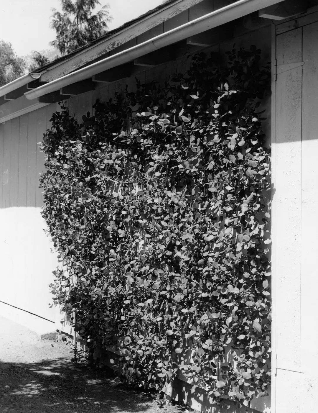 Espaliered Rhus integrifolia