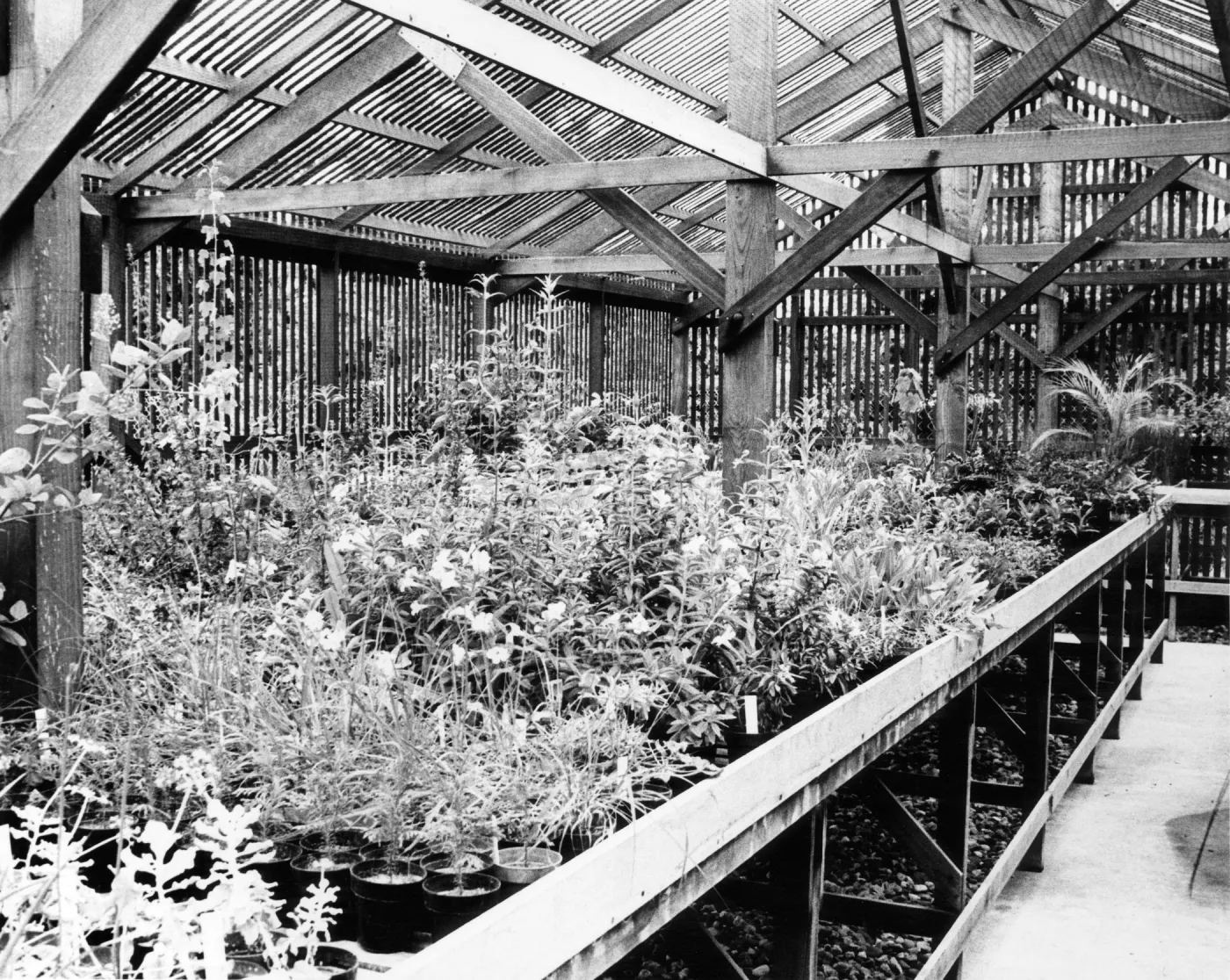 SBBG Horticulture Building, lath house (interior)