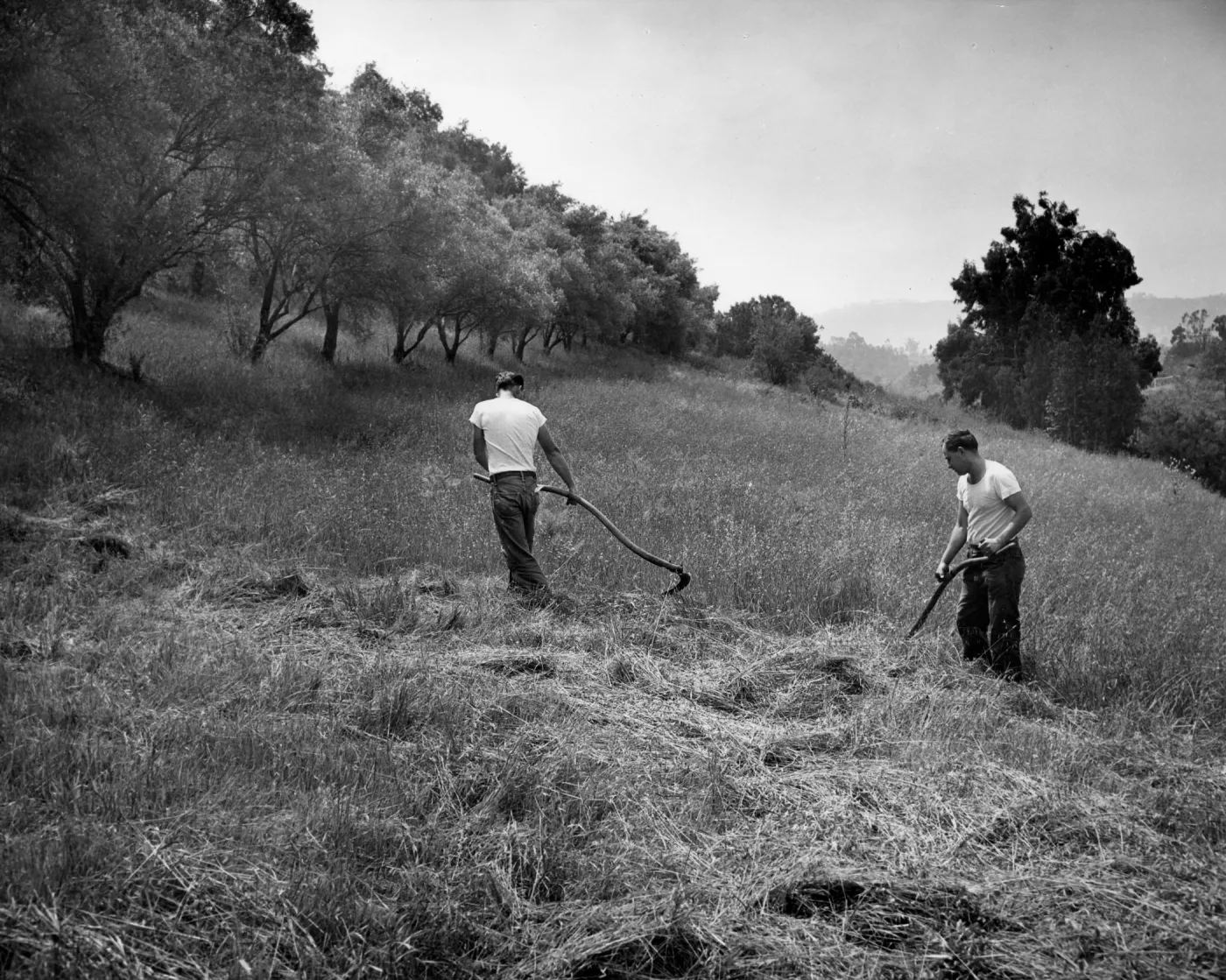 Lotterhos Triangle Slope above Mission Canyon Road, weeding with sickles